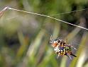 Astracantha_minax_D5992_Z_86_Home Wendy Eiby_Australie